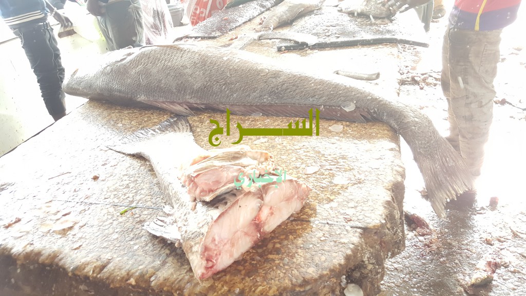 " السمك بعد دقائق من إخراجه من مياه الأطلسي "