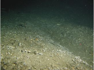 الصورة4: موئل مرجاني تصحر بفعل مرور شباك الترولة